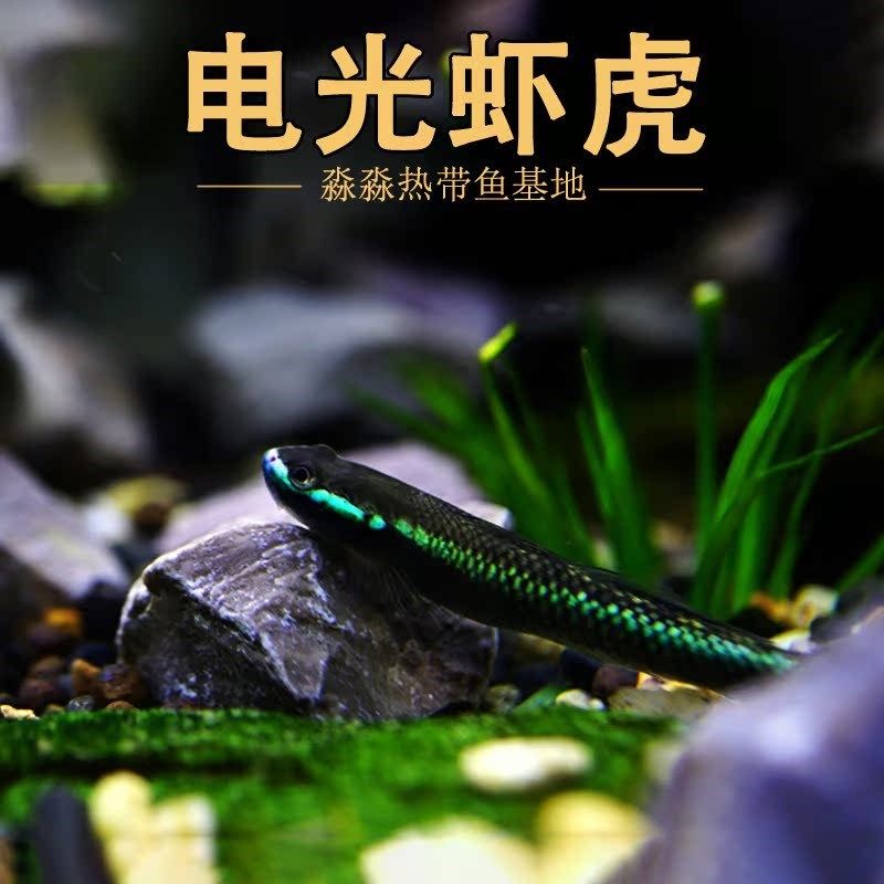 蓝面虾虎鱼 蓝脸侠电光枝桠鰕虎紫身黄瓜闪蓝枝牙原生冷水鱼