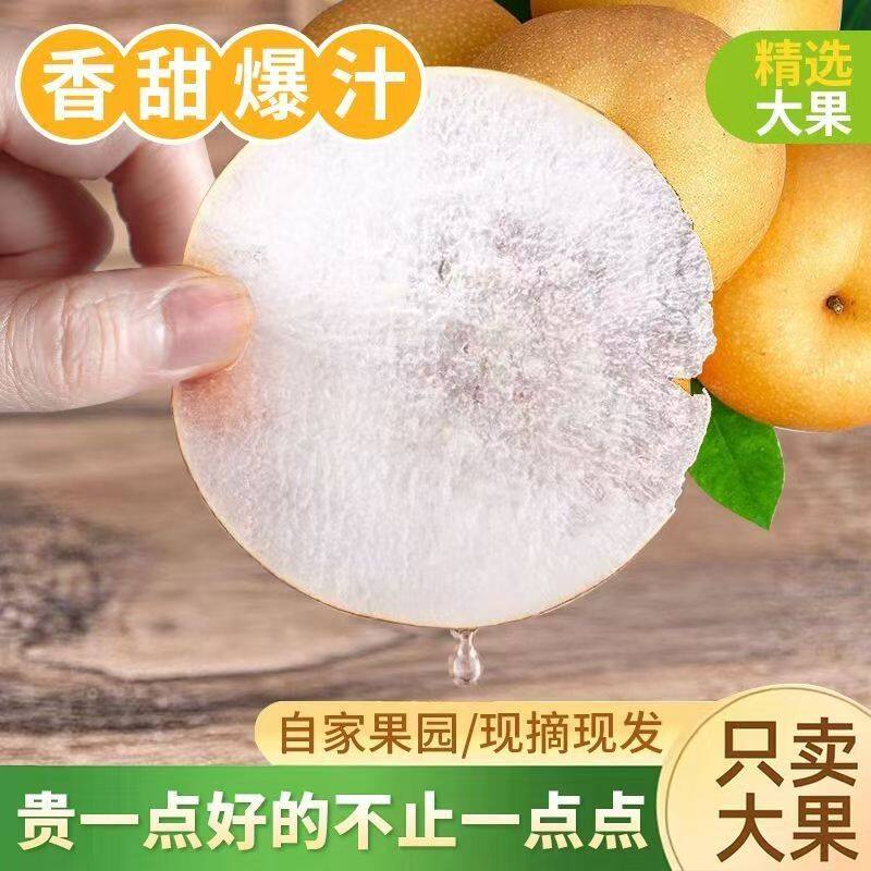 只做正宗莱阳秋月梨苹果正宗特级特甜山东莱阳特产原产地视频
