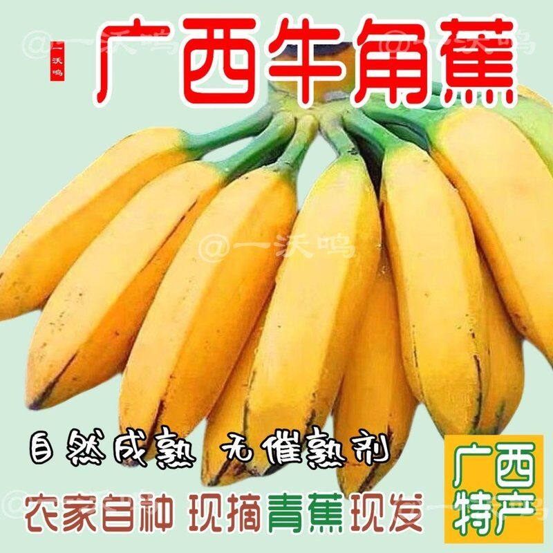 广西牛角蕉特产香蕉大芭蕉苹果蕉新鲜时令水果软糯香甜现摘现发
