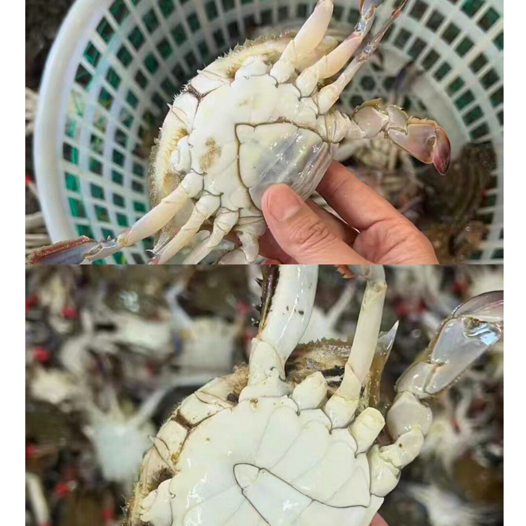 【保鲜不保活】吃肉螃蟹 一斤3-5个 一只3-4两不保公母掉抓介意勿