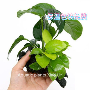 金鱼水草入门水草鱼缸造景组合水草黄金小水榕大叶榕沉木定植