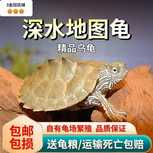 地图小乌龟活物宠物龟苗观赏龟火焰龟水龟黑瘤地图深水招财小乌龟