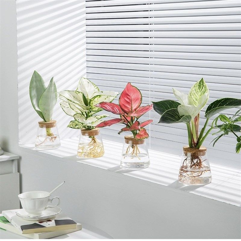 水培植物文竹小盆栽绿萝绿植富贵竹办公室懒人花卉玻璃瓶桌面创意