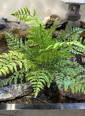 仿真蕨类波草餐厅商场墙面景观造景装饰蕨类叶波斯草肾蕨插花配草