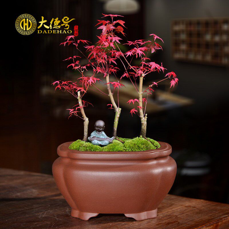 小盆景盆 四方形宜兴紫砂花盆菱形多肉植物菖蒲文竹红枫黑松专用