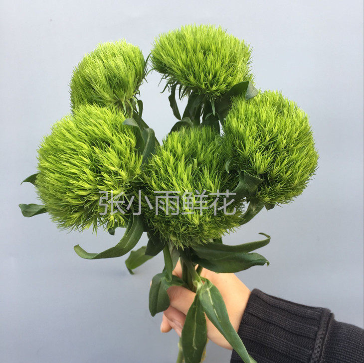 清新绿石竹绿毛球翠绿花头优雅配花新娘手捧插花家庭办公室观赏花