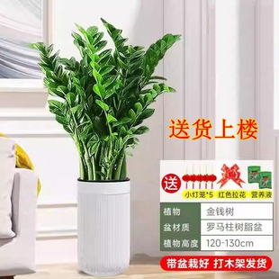 金钱树盆栽客厅大花盆办公室内发财树大型好养绿植乔迁摇钱串盆景