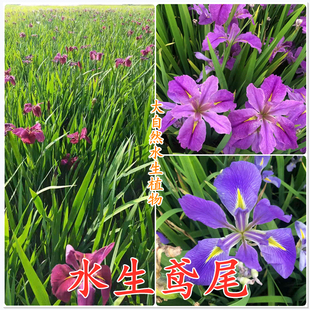 常绿水生鸢尾花苗 西伯利亚鸢尾 花菖蒲水生花卉湿地公园绿化植物