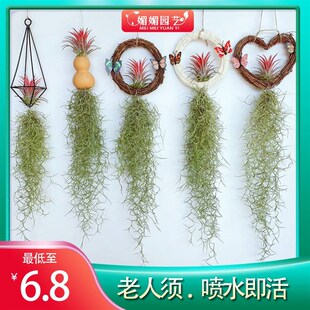 空气凤梨植物老人须无土松萝垂吊室内净化空气懒人花卉绿植空凤