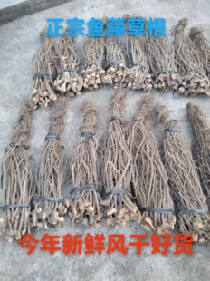 鱼藤草根植物藤根鱼腾草根 芦藤植物根 鱼腾草枯藤芦藤钩藤草根粉