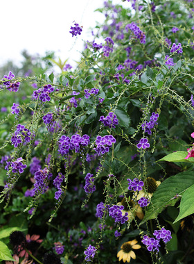 海蒂的花园 金露花紫色花常绿开花灌木庭院木本植物花卉盆栽苗
