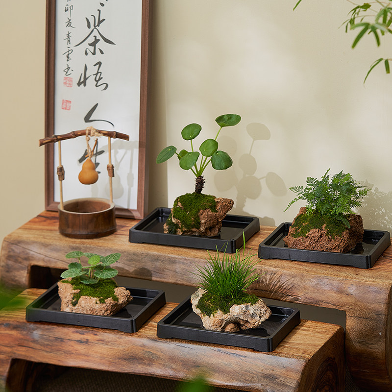 吸水石绿植狼尾蕨盆栽菖蒲盆景懒人好养植物虎耳草耐阴镜面草水培