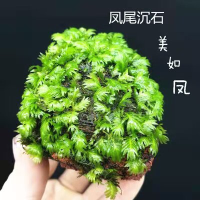 懒人水草造景铁皇冠沉木水榕莫斯鱼缸装饰凤尾苔沉石活体定值植物