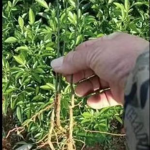 枳壳苗柑桔枸橘苗臭橘钢橘苗带刺篱笆墙嫁接桔子橙子砧木苗包邮