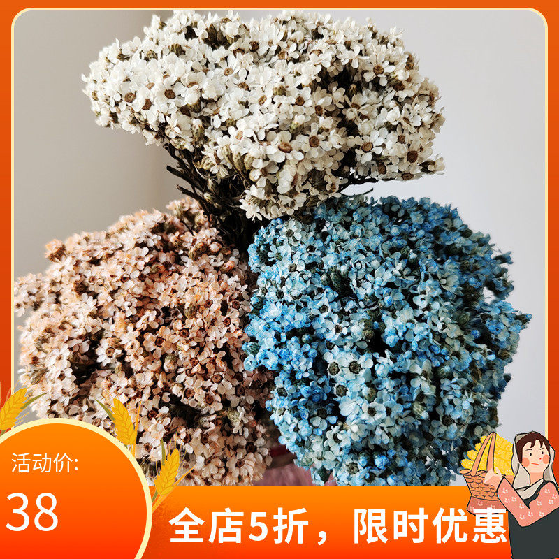 干花diy文艺小白菊长得像法国白梅迷你真花花瓶藤编花环白色