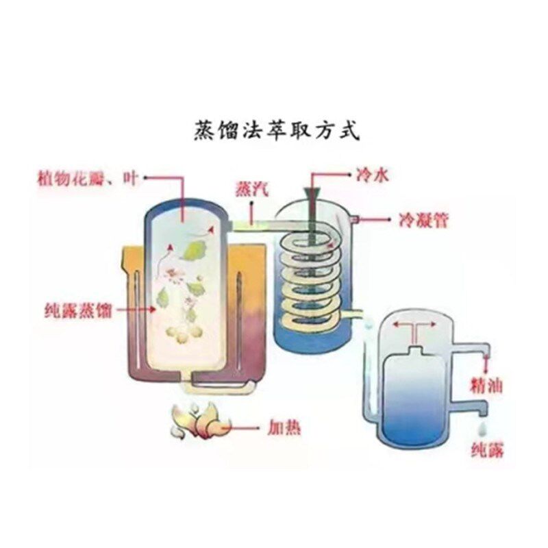 供应猫薄荷纯露 猫薄荷草水蒸馏萃取所得V 猫薄荷纯露