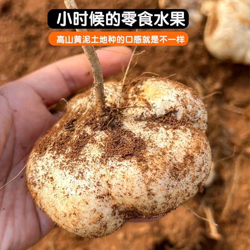 贵州新鲜凉薯地萝卜农家沙葛根豆薯蔬菜地瓜应季水果雪莲果