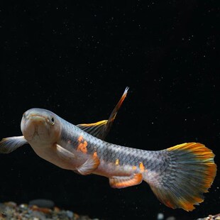 橙腹牙鱼 七彩牙鱼 南美奥黑牙鱼 枯木M牙鱼 加拉辛肉食性猛鱼