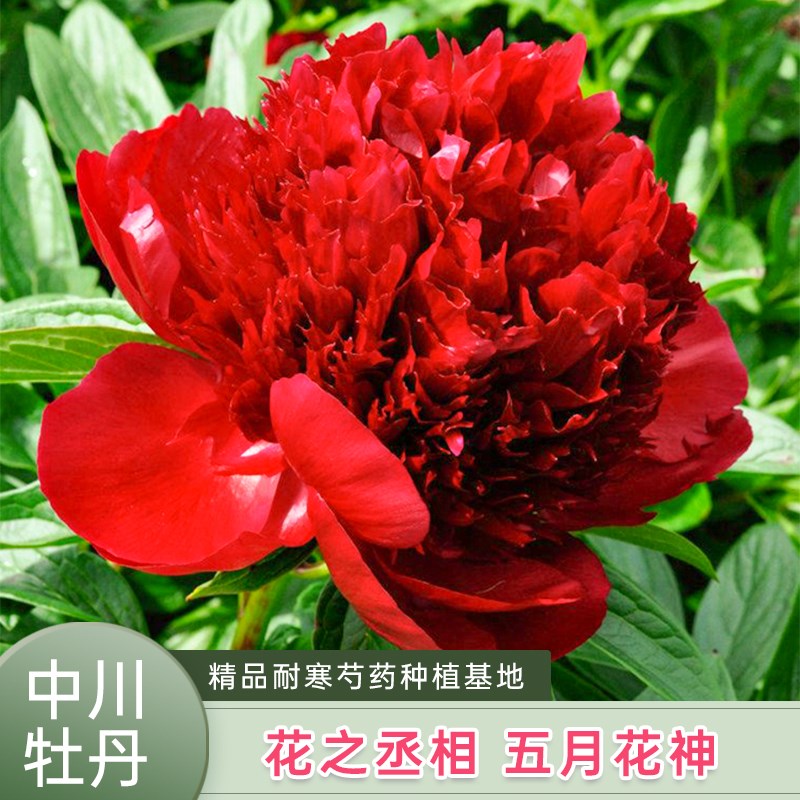 重瓣芍药花苗根块带芽种根耐寒四季易活花室内外阳台养护庭院植物