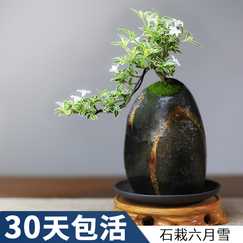 六月雪迷你盆栽创意石盆景绿植开花植物四季好养易活办公室微景观