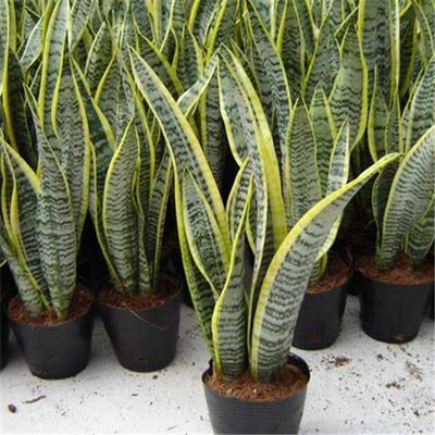 栀子花绿植虎皮兰金边水培植物盆栽花卉室内万年青办公桌观叶盆景