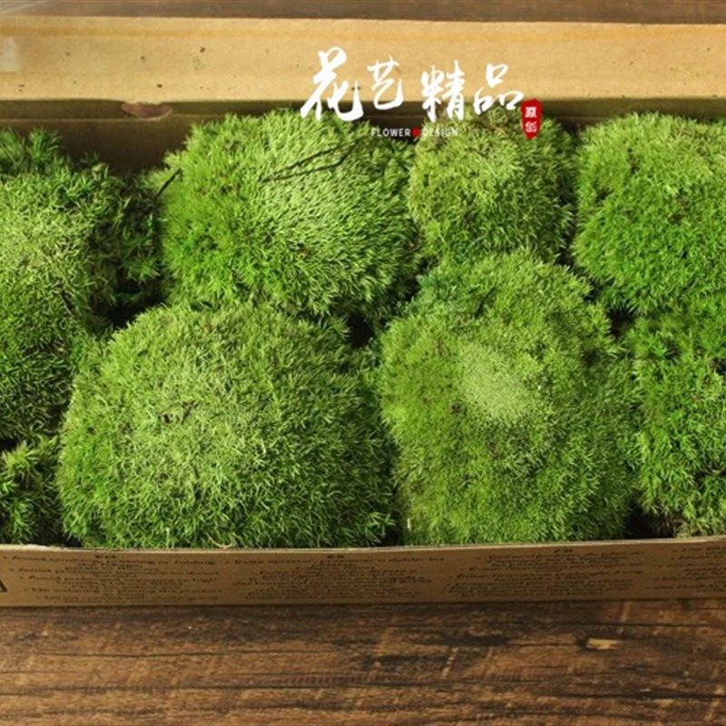 青苔 永生苔藓绿植装饰品 毛石头植物墙 花盆装饰假山造景diy绿植