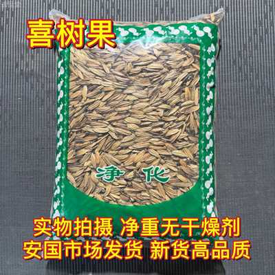 安国中药材市场 喜树果水栗子千丈树天梓树果干货喜树子正品1000g