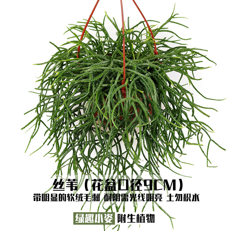雨林缸附生植物丝苇玉珊瑚仙人掌扁叶青柳昙花室内绿化耐阴小吊盆
