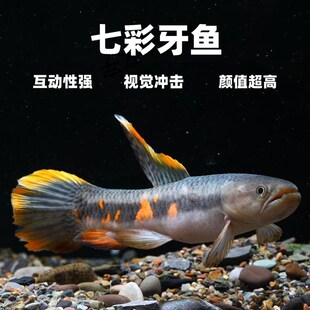 橙腹牙鱼 七彩牙鱼 南美奥黑牙鱼 枯木牙鱼Q 加拉辛肉食性猛鱼