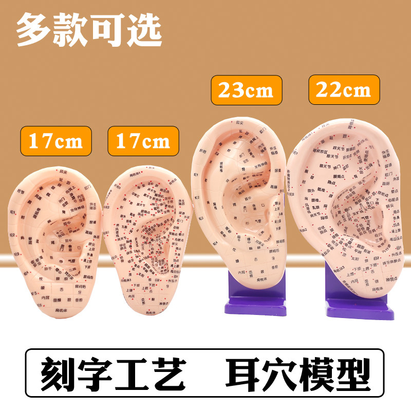 清晰刻字耳模型耳穴模型按摩针灸教学穴位耳穴人体反射区耳朵模型