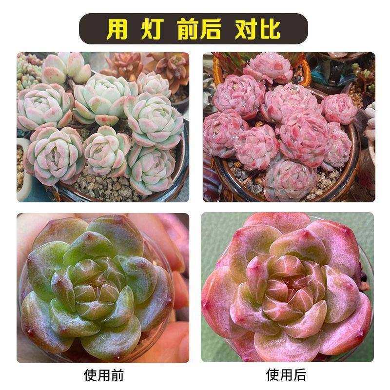 多肉室热补光T36透镜款内植家KCC用上色全光谱仿太阳灯植物灯生长