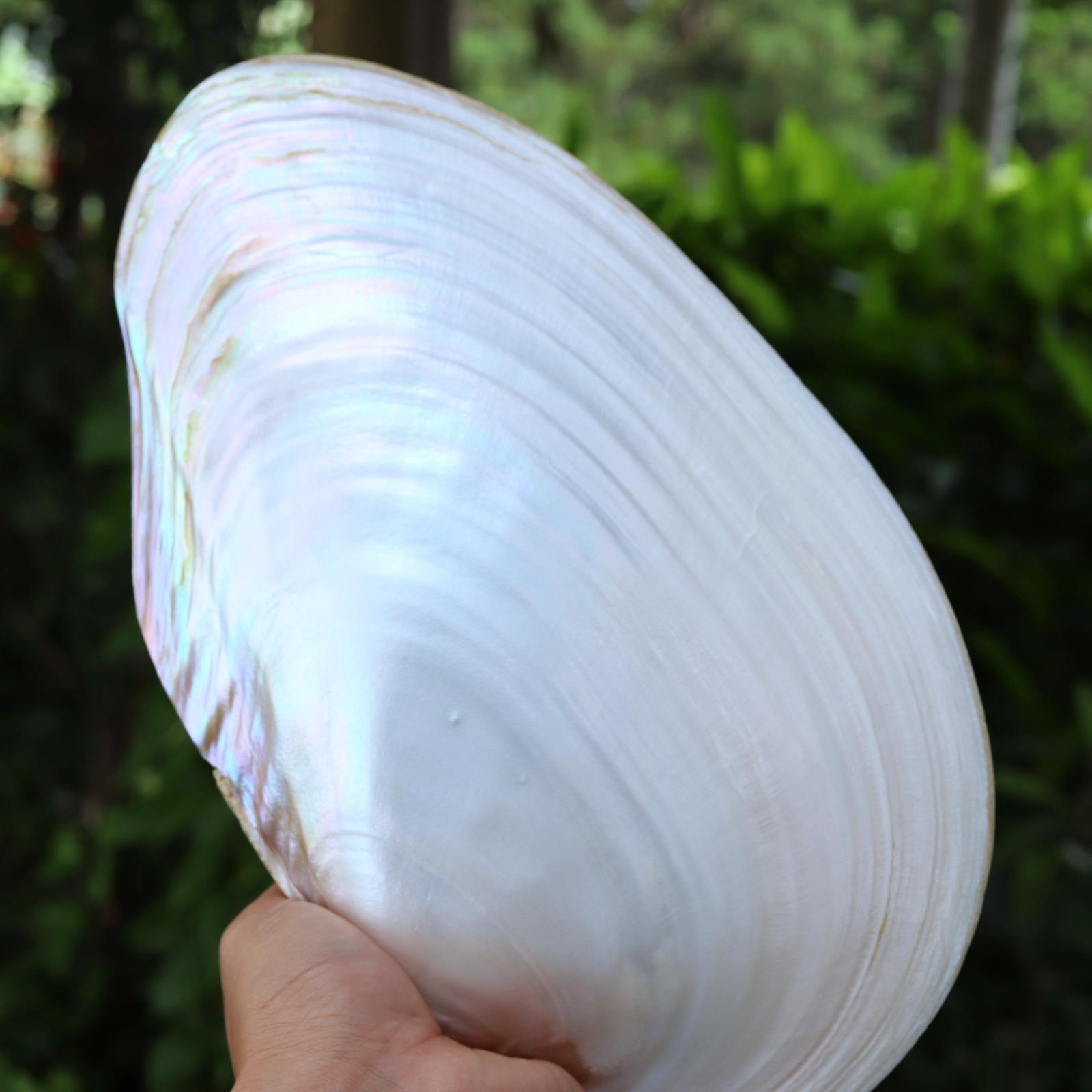 天然贝壳珍珠母贝淡水河蚌绘画涂鸦拍摄道具摆件果餐盘鱼缸造景