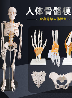 人体骨骼模型仿真人可拆卸全身小椎间盘医学脊柱小白骨架骷髅
