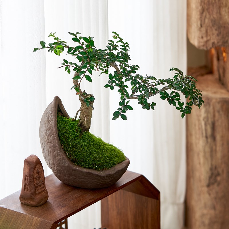榆树小老桩盆景悬崖造型盆栽室内办公室微型绿植茶室禅意好养植物