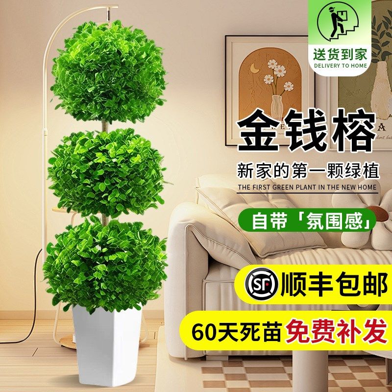 金钱榕盆景家用客厅大盆栽招财树造型金钱榕树室内小叶绿植老桩