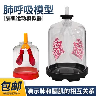 肺呼吸模型科学制作实验肺腹式肺部通气工作原理演示膈肌运动模拟