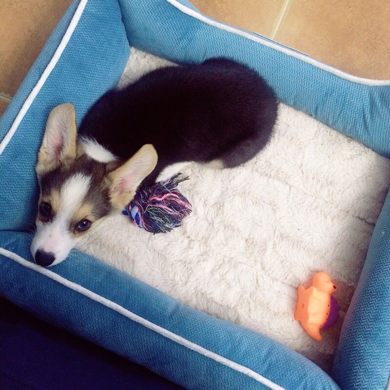 狗窝大型b犬冬季保暖宠物窝金毛萨摩拉布拉多阿拉斯加可拆洗冬垫