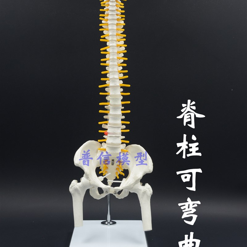 普信 人体d脊椎模型带骨盆股骨 人体骨骼 可弯曲活动挂式脊柱模型