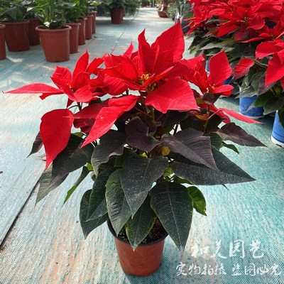 圣诞红盆栽 年宵一品红 节日喜庆花卉 庭院阳台室内圣诞花 花期长