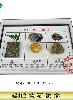 三种化石标本 J43116 化石标本 古化石小学中学科学地理观察收藏