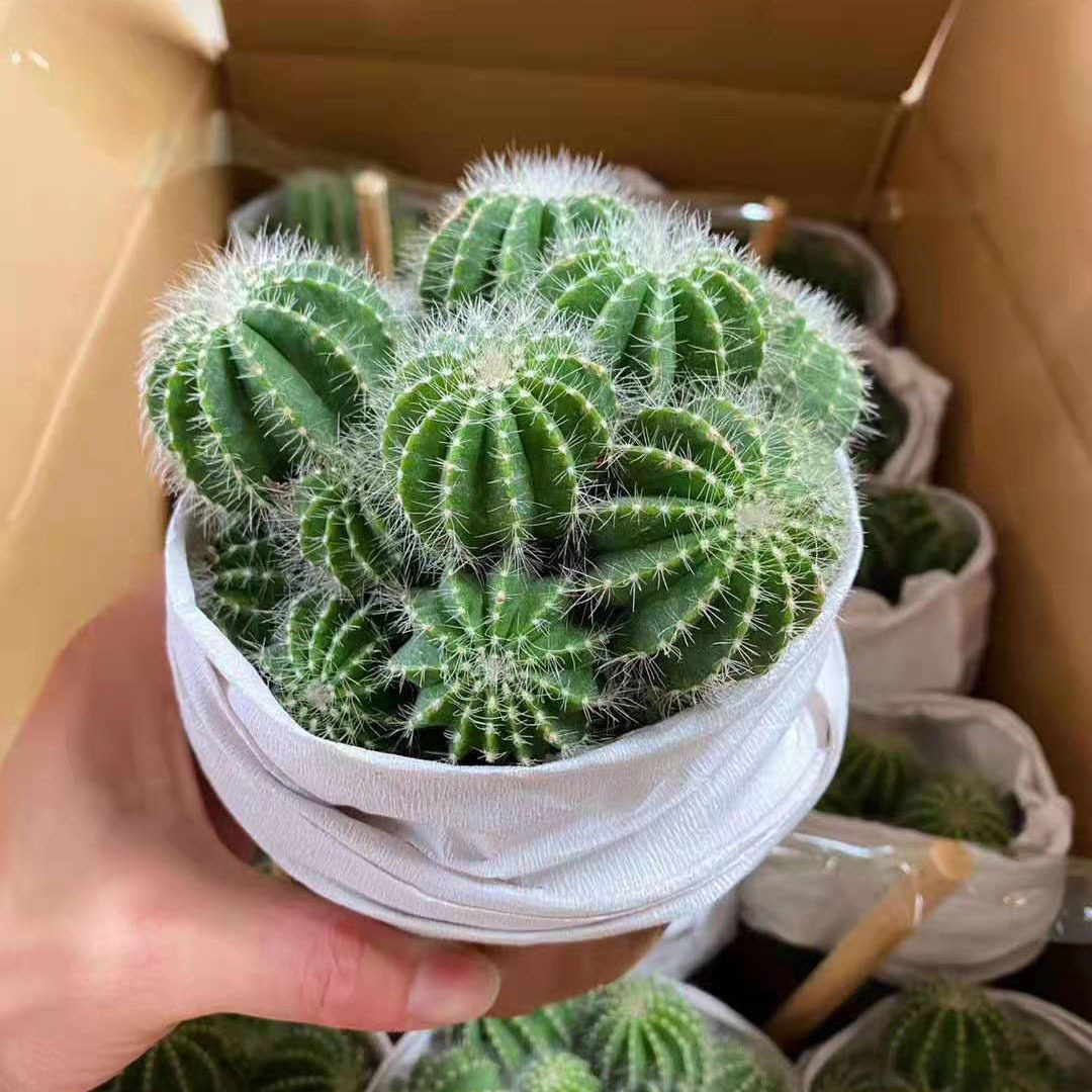 【基地直供】仙人球多肉植物盆栽 居家花卉绿植盆栽 多头银光