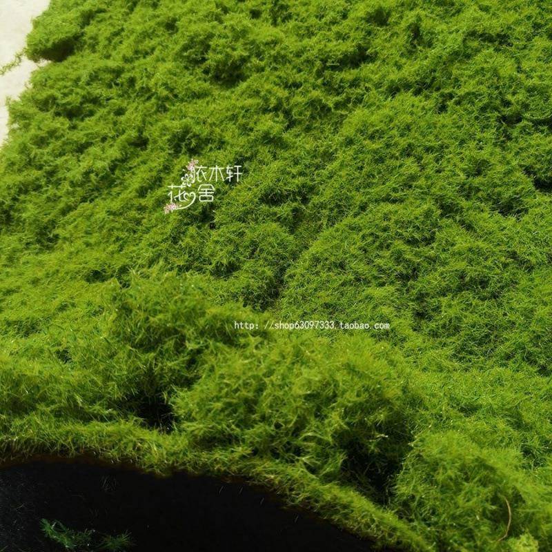 青苔厚苔仿真加假藓曲丝绿色植物橱窗造景T2o12sLQ装饰落地绒植草