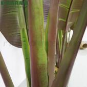 商场办公室景热带造林风格 室FDW内饰大叶仿真植物摆装 件象腿芭雨