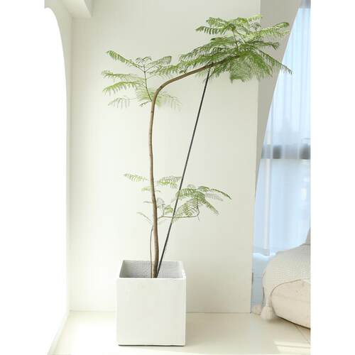 蓝花楹大型绿植室内客落地卧植室玄lzy68077关阳厅台造景公办室盆