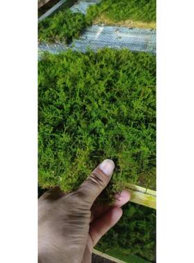 永生墙大羽藓嫩绿色室内造46627景真苔藓草坪物软景观装植厂家现