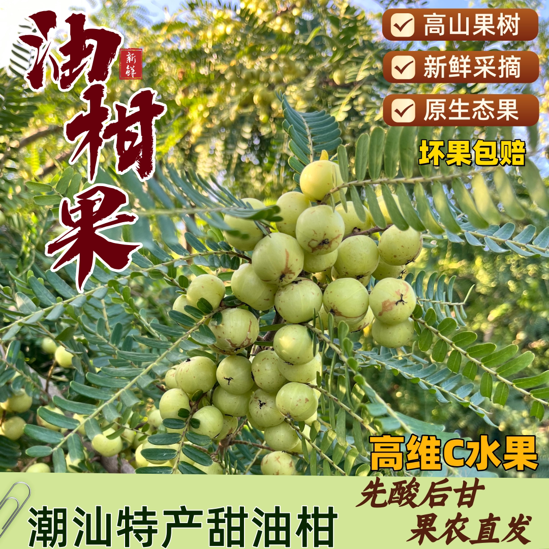 正宗潮汕普宁甜油甘果 新鲜现摘油甘果余甘子5秒回甘孕妇水果榨汁