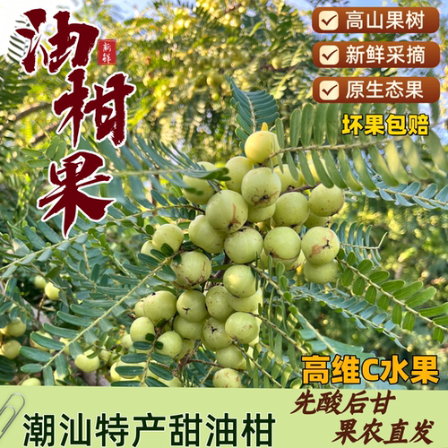 正宗普宁甜油甘果微酸5秒回甘