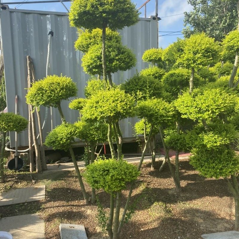 亮晶女贞花境植物川滇蜡树蓝造型球树亮金小U叶女贞四季常青