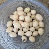 包邮 农家收购 鸽子蛋30枚新鲜散养土鸽蛋宝宝孕妇儿童信鸽蛋顺丰