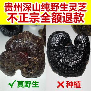 贵州纯野生赤灵芝特级干货整朵天然整枝正品林芝草一斤可切片500g